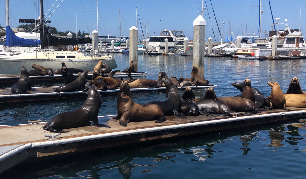 With Summer Ahead, Most Sea Lions Expected To Leave Pier 39