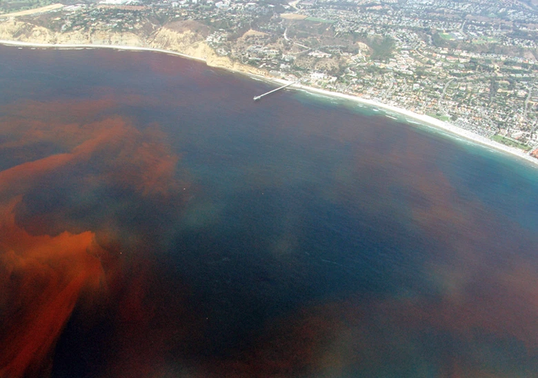 Red Tide  La Jolla